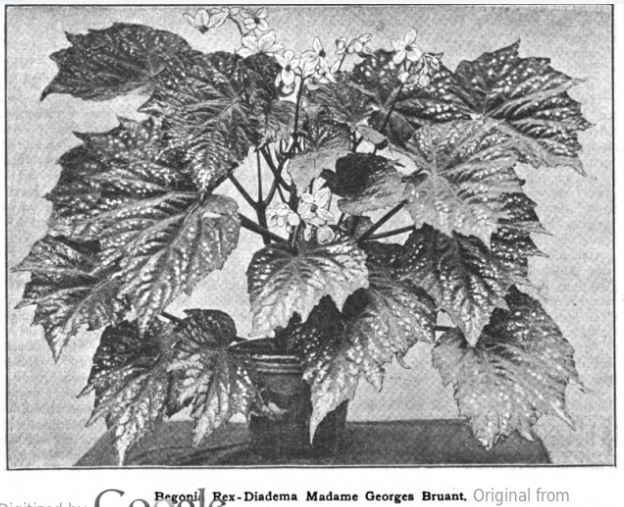 B. ‘Mme. Georges Bruant’